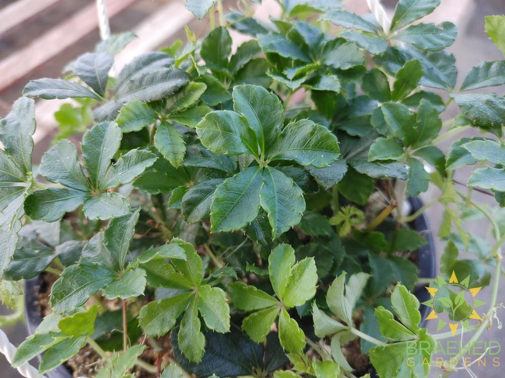 Sugar Vine Hanging Basket