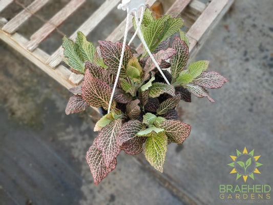 Nerve Plant Hanging Basket