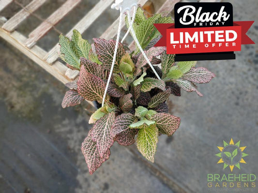 Nerve Plant Hanging Basket