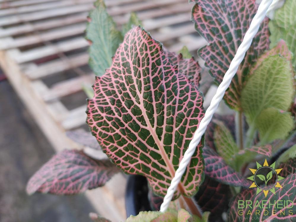 Nerve Plant Hanging Basket