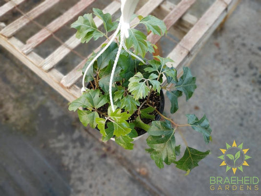 Grape Ivy Hanging Basket