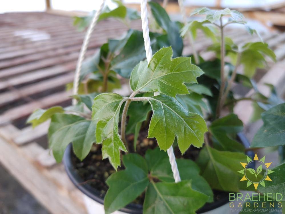 Grape Ivy Hanging Basket