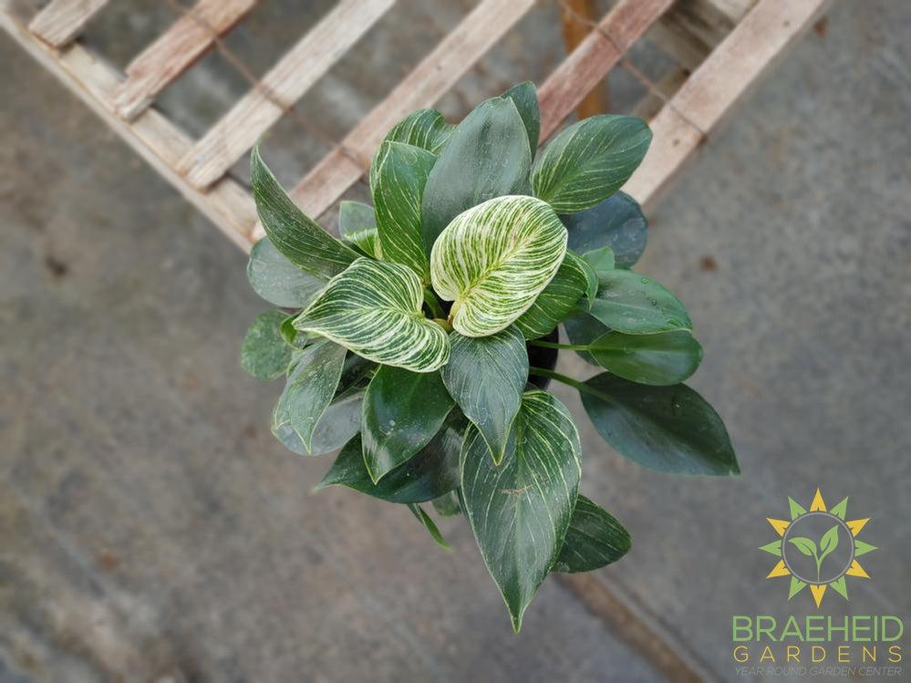 Philodendron Birkin