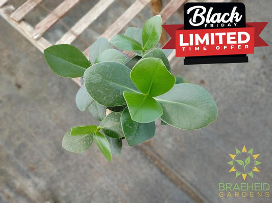 Autograph Tree - Clusia rosea