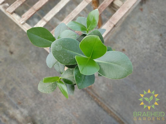 Autograph Tree - Clusia rosea