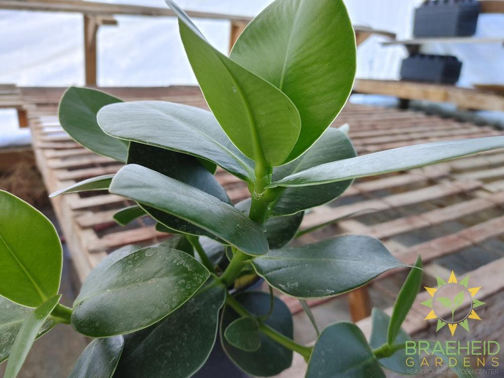 Autograph Tree - Clusia rosea