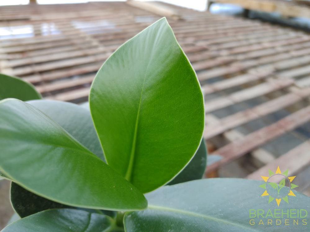 Autograph Tree - Clusia rosea