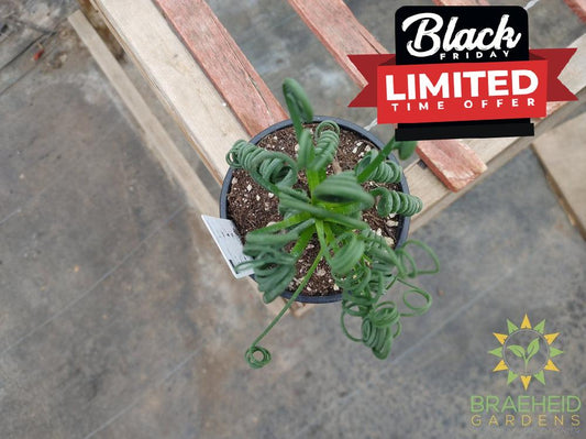 Frizzle Sizzle - Albuca Spiralis