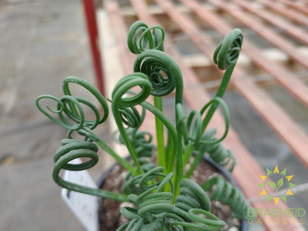 Frizzle Sizzle - Albuca Spiralis