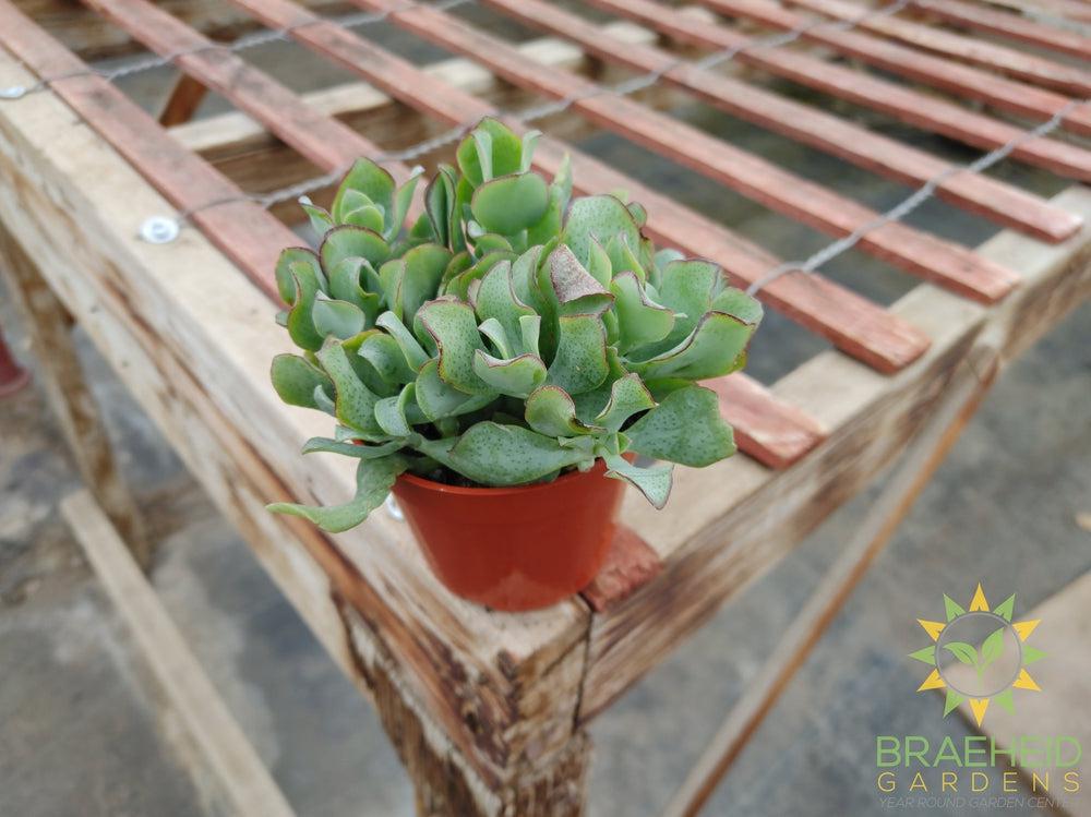 Ripple Leaf Jade Succulent (Crassula arborescens undulatifolia)
