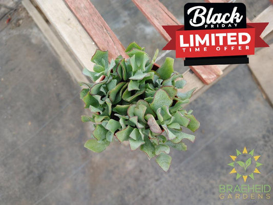 Ripple Leaf Jade Succulent (Crassula arborescens undulatifolia)