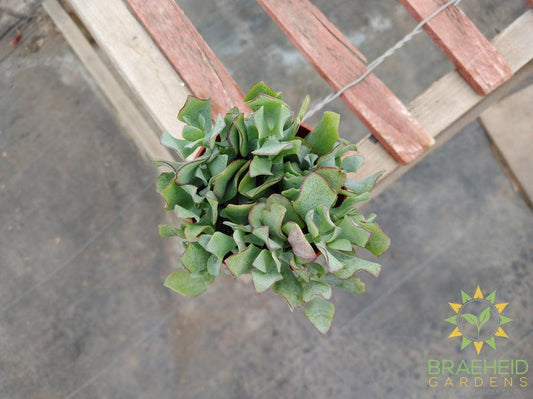 Ripple Leaf Jade Succulent (Crassula arborescens undulatifolia)