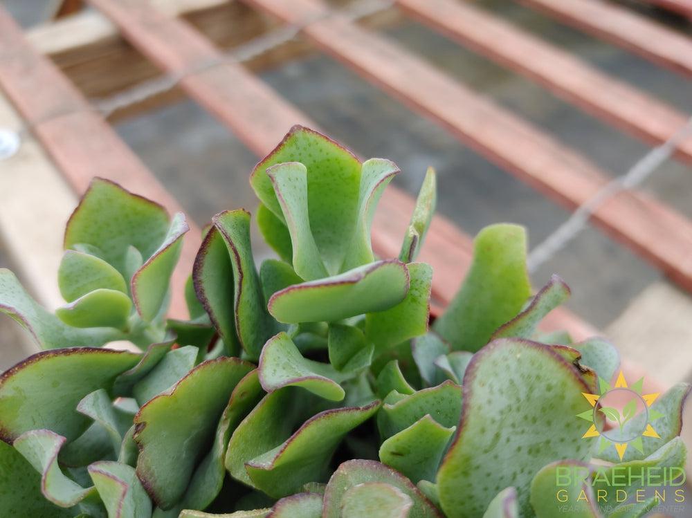 Ripple Leaf Jade Succulent (Crassula arborescens undulatifolia)
