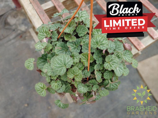 Strawberry Begonia Hanging Basket