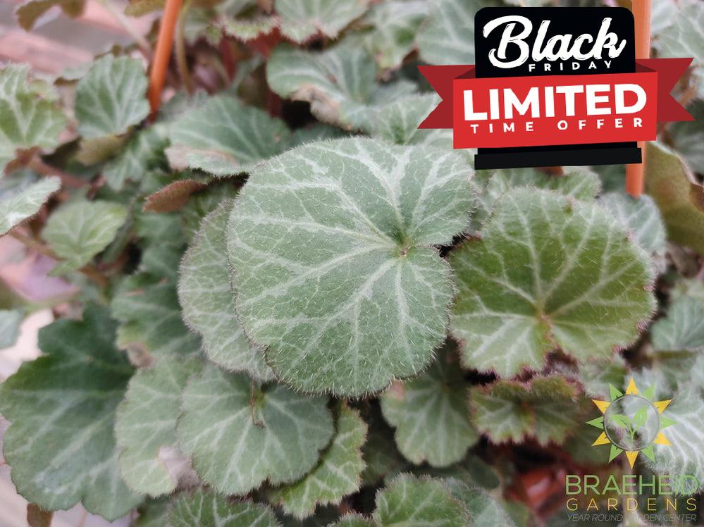 Strawberry Begonia Hanging Basket