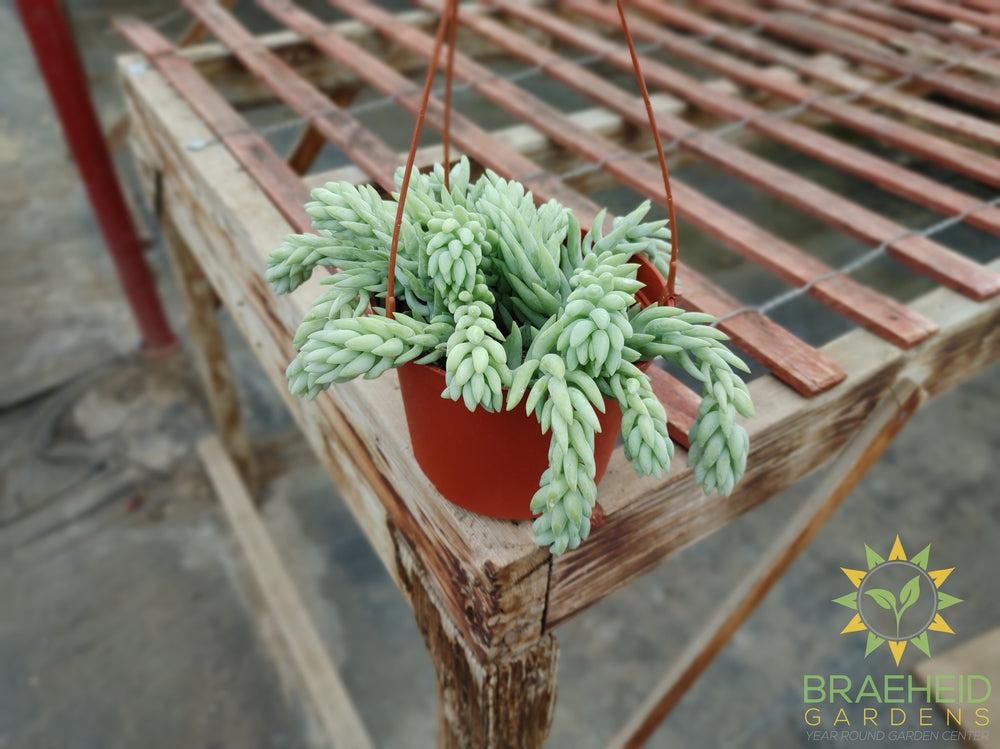 Pointy Burros Tail Hanging Basket