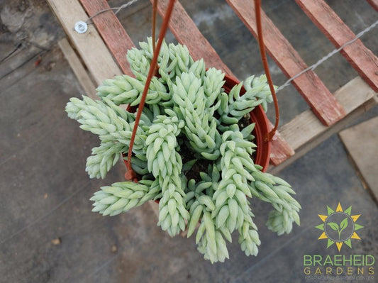 Pointy Burros Tail Hanging Basket