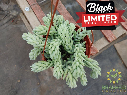 Pointy Burros Tail Hanging Basket