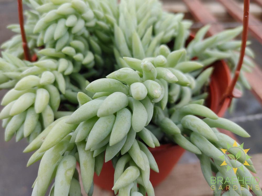 Pointy Burros Tail Hanging Basket