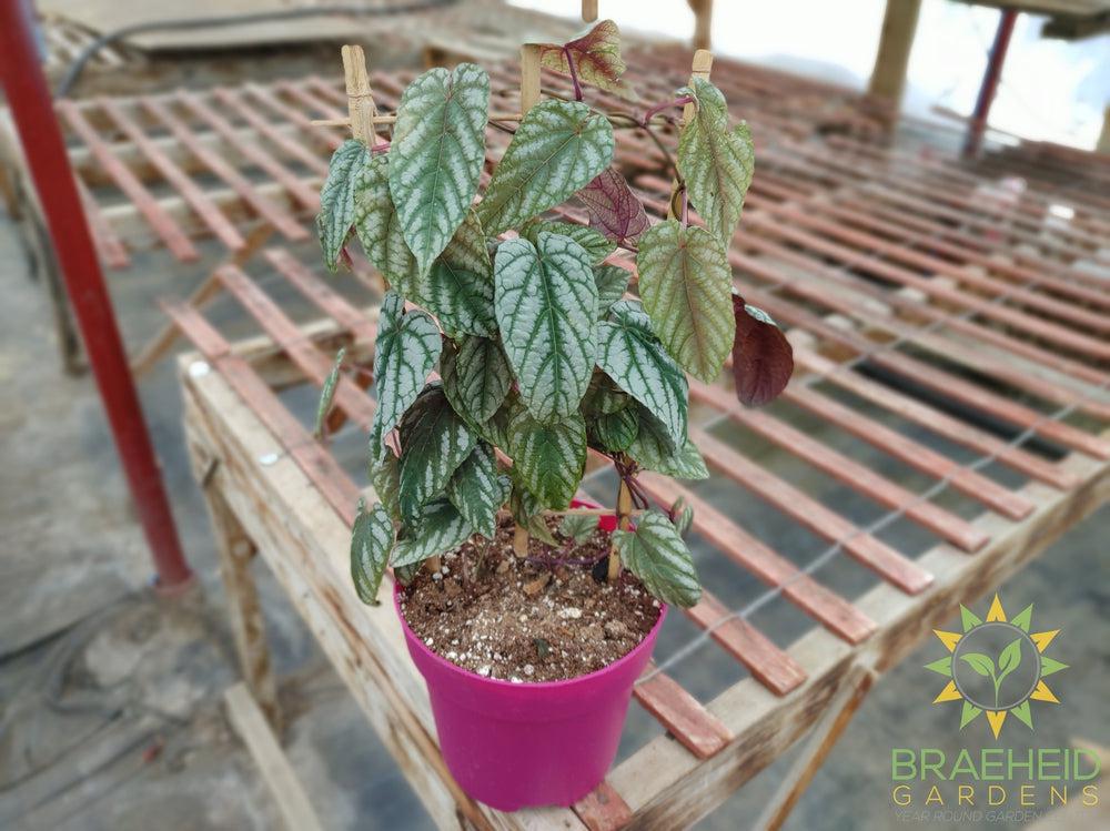 Cissus Discolor Vine - Rex Begonia