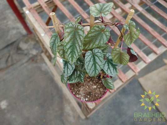 Cissus Discolor Vine - Rex Begonia