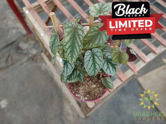 Cissus Discolor Vine - Rex Begonia