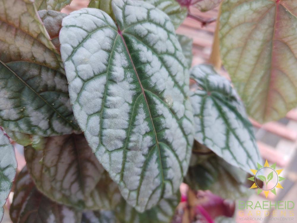 Cissus Discolor Vine - Rex Begonia