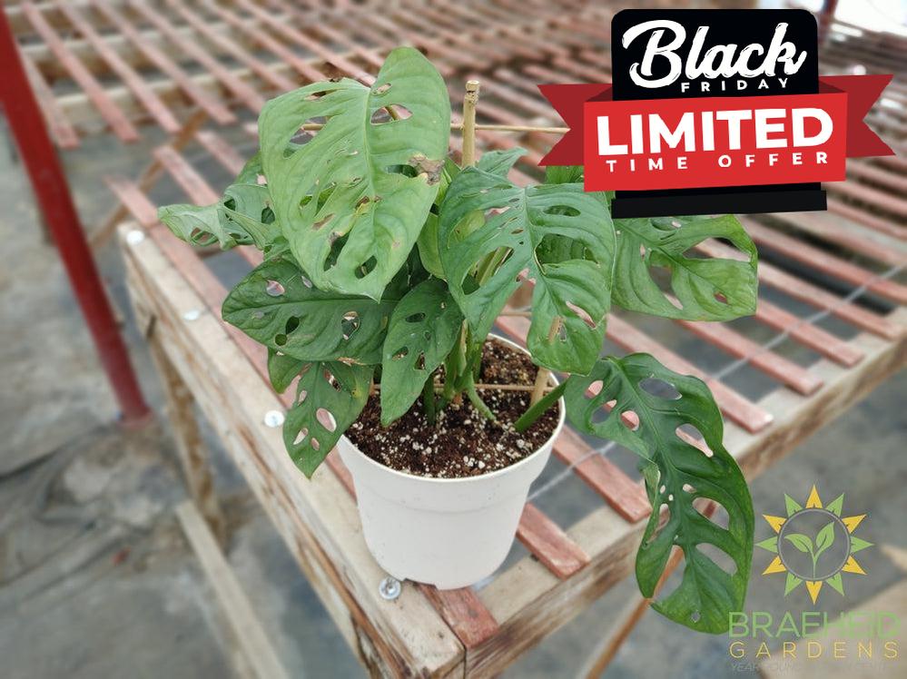 Swiss Cheese Vine (Monstera Adansonii) (Large Cultivar)