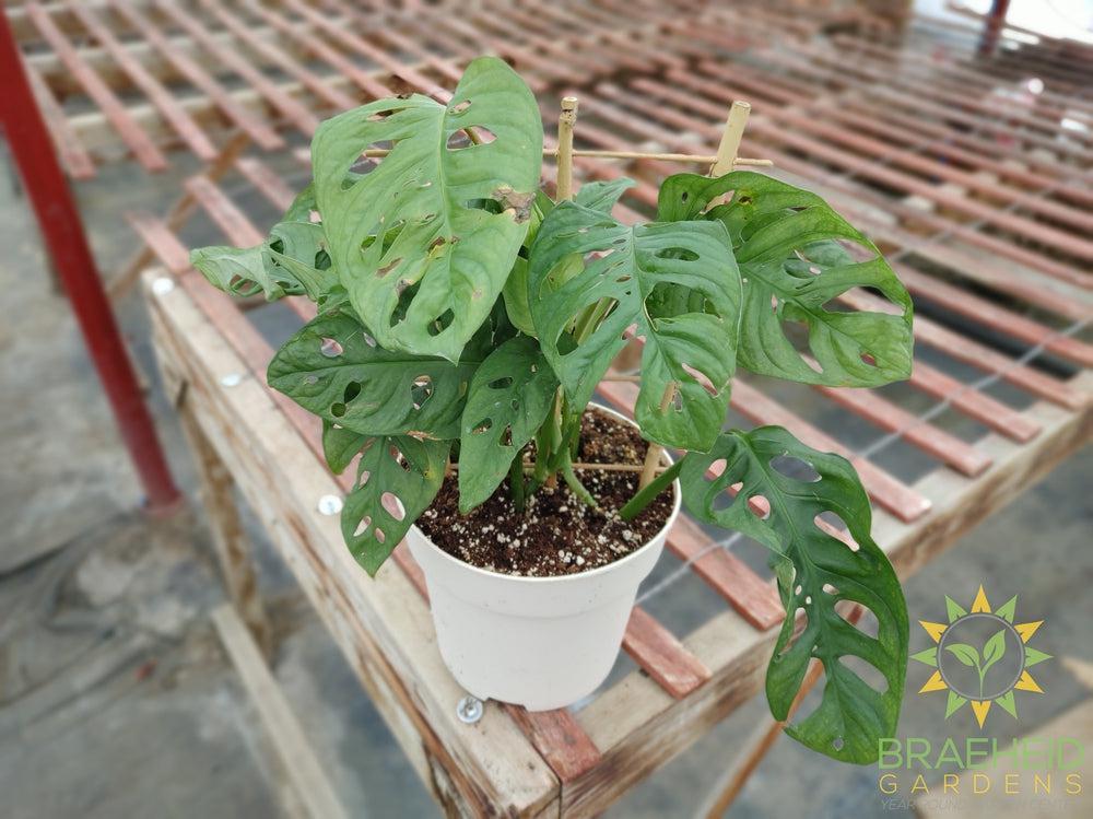 Swiss Cheese Vine (Monstera Adansonii) (Large Cultivar)