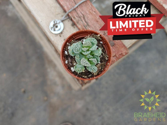 Concrete Leaf - titanopsis calcarea