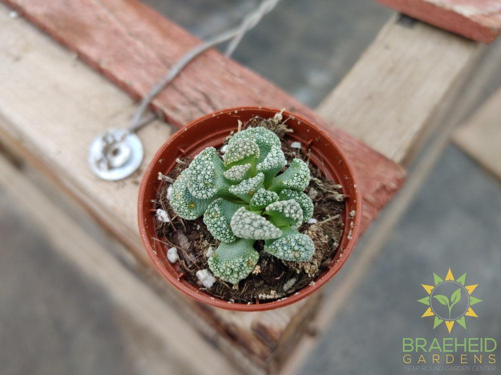 Concrete Leaf - titanopsis calcarea