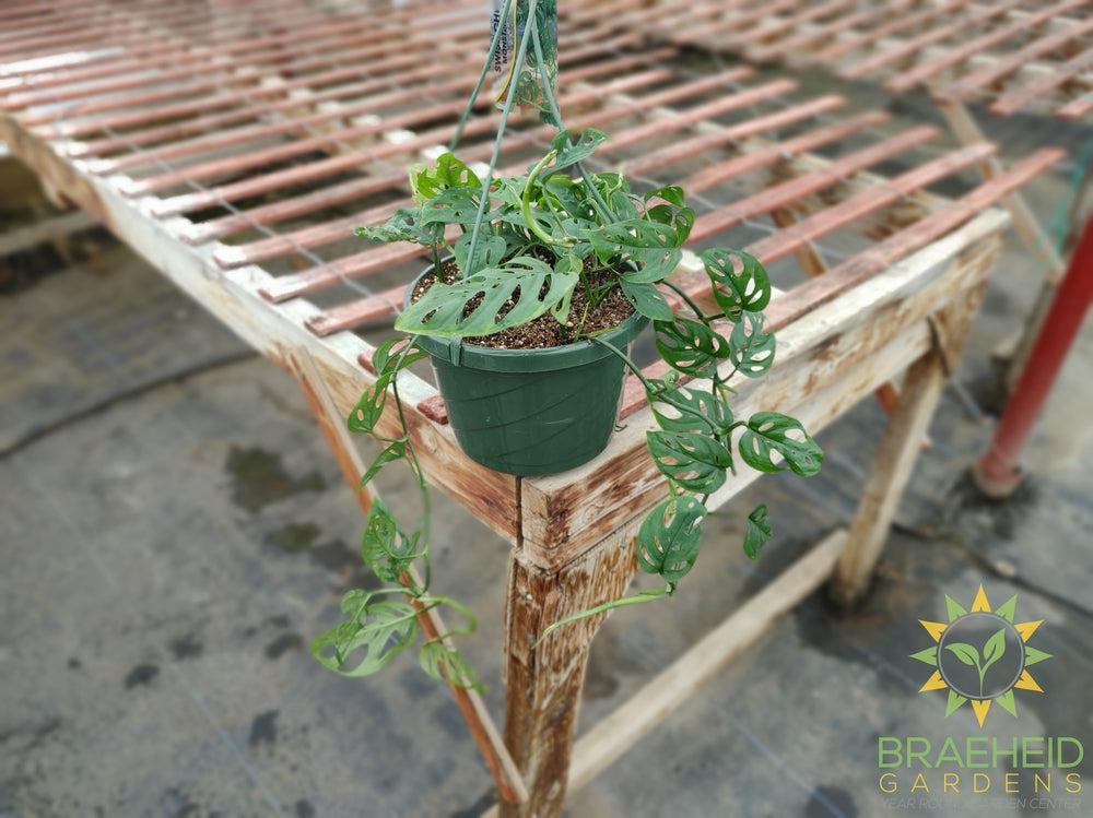 Swiss Cheese Vine hanging basket (Monstera Adansonii) (Large Cultivar)