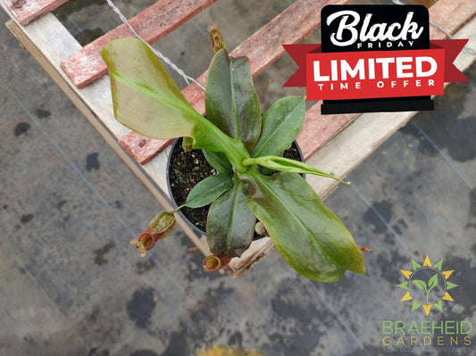 Nepenthes Gaya - Pitcher Plant