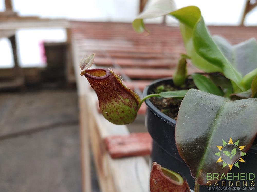 Nepenthes Gaya - Pitcher Plant