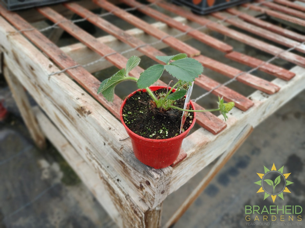 Everbearing Strawberry