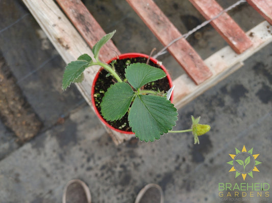 Everbearing Strawberry