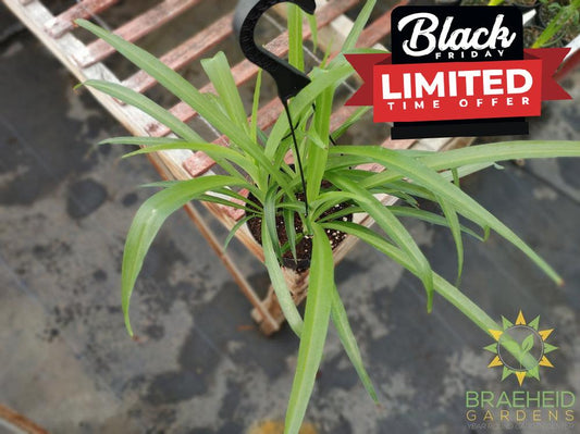 Green Spider Plant Hanging Basket