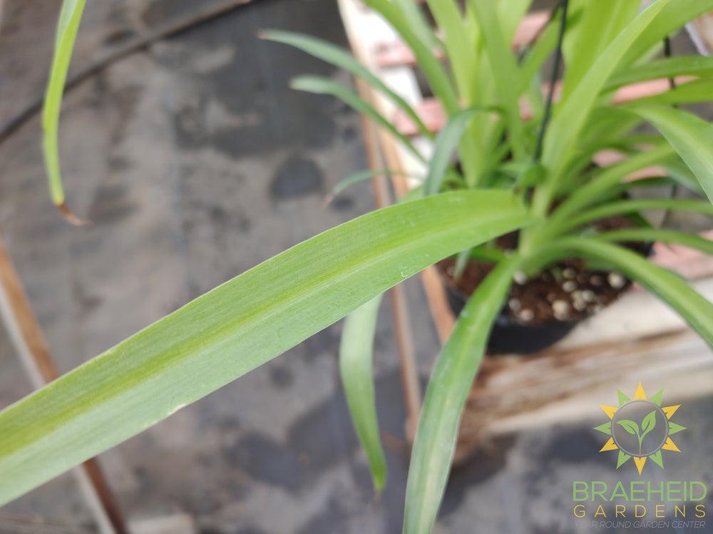 Green Spider Plant Hanging Basket