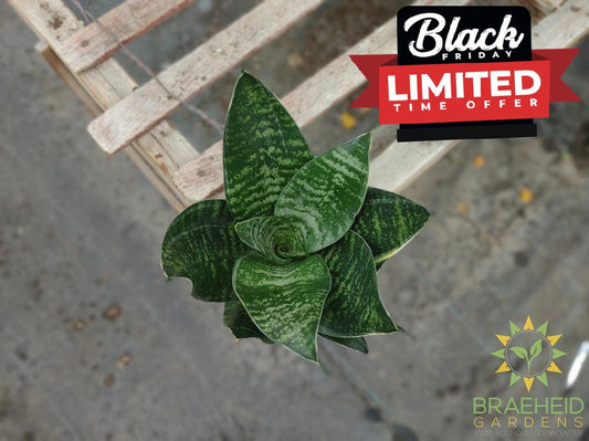 Hahnii Sansevieria- Bird's Nest