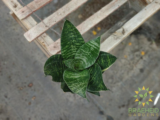 Hahnii Sansevieria- Bird's Nest