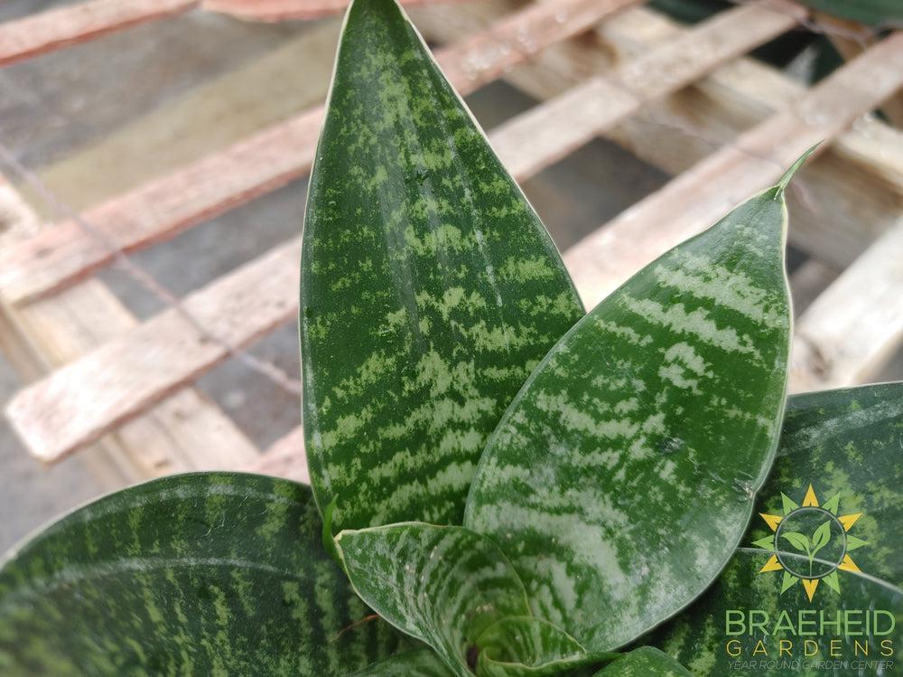 Hahnii Sansevieria- Bird's Nest