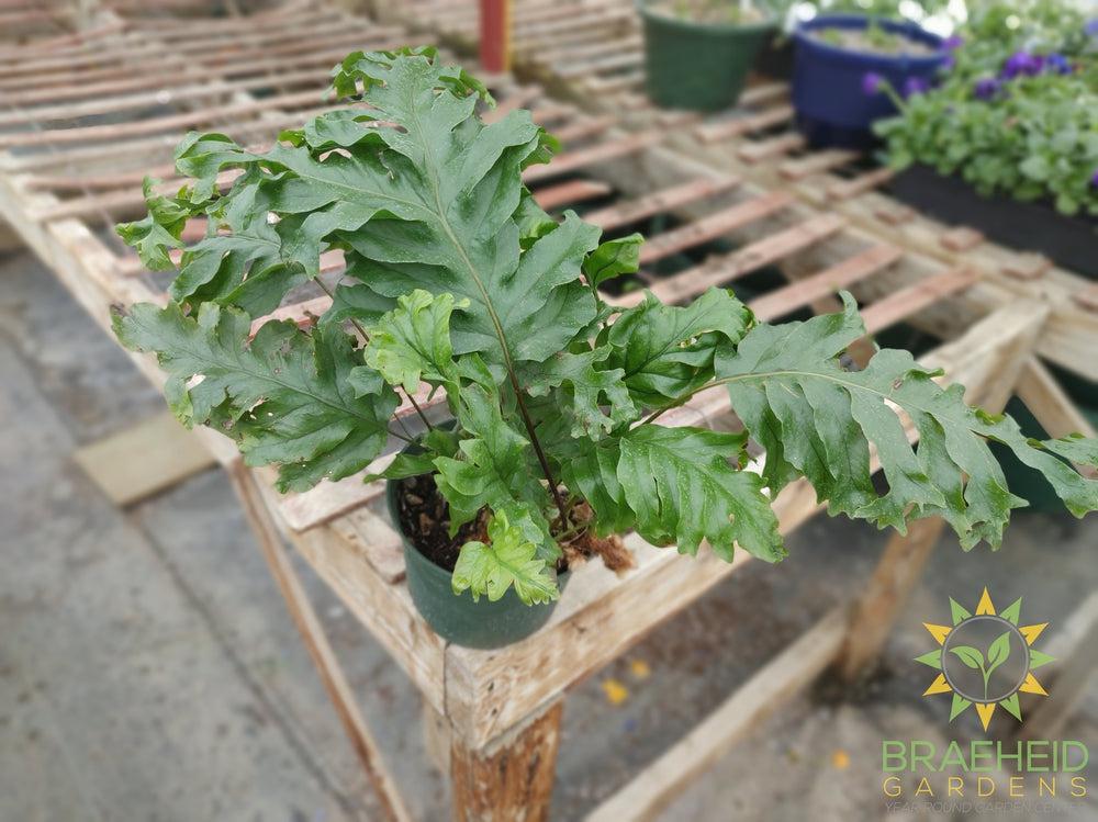 Diamond Fern