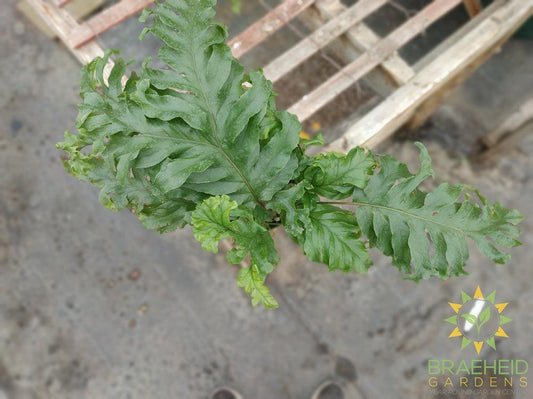 Diamond Fern