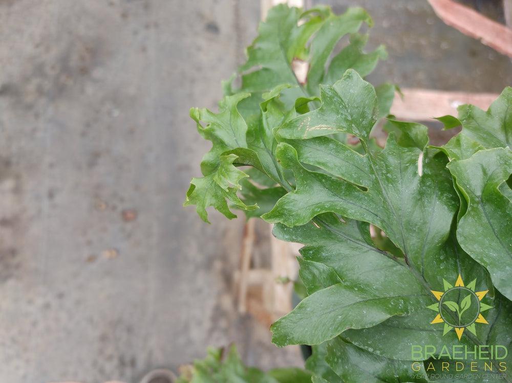 Diamond Fern