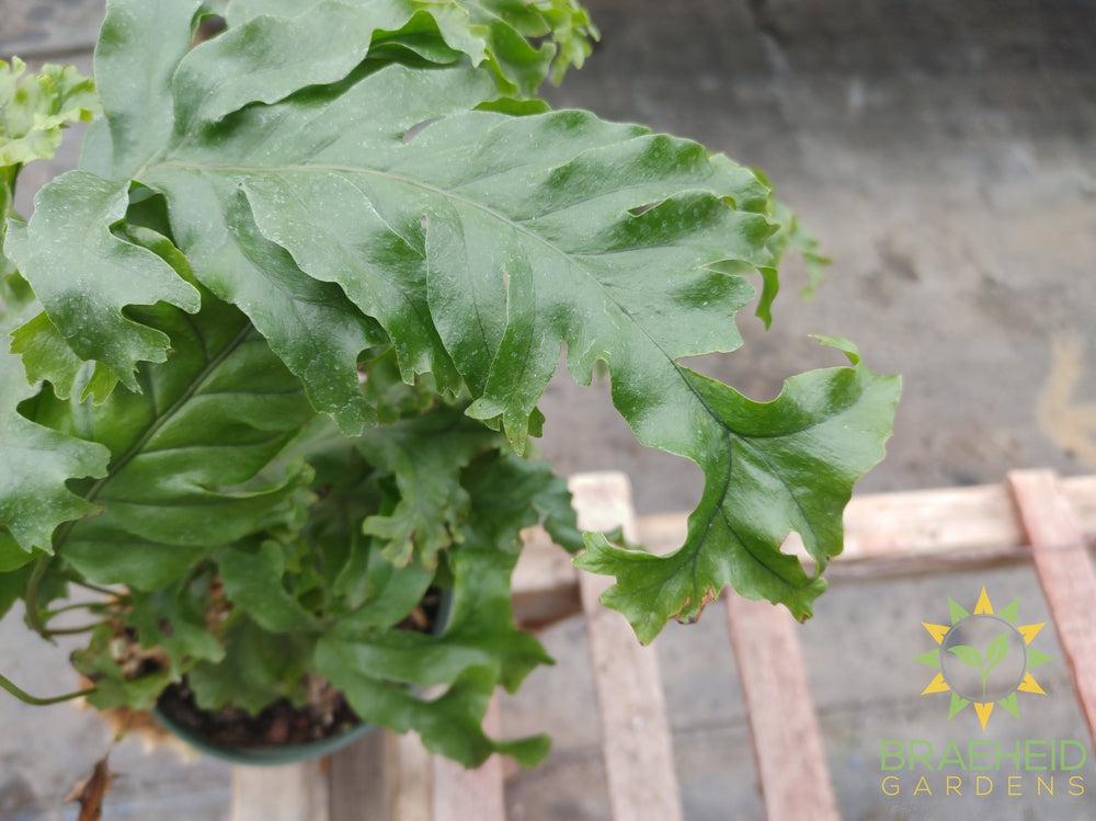 Diamond Fern