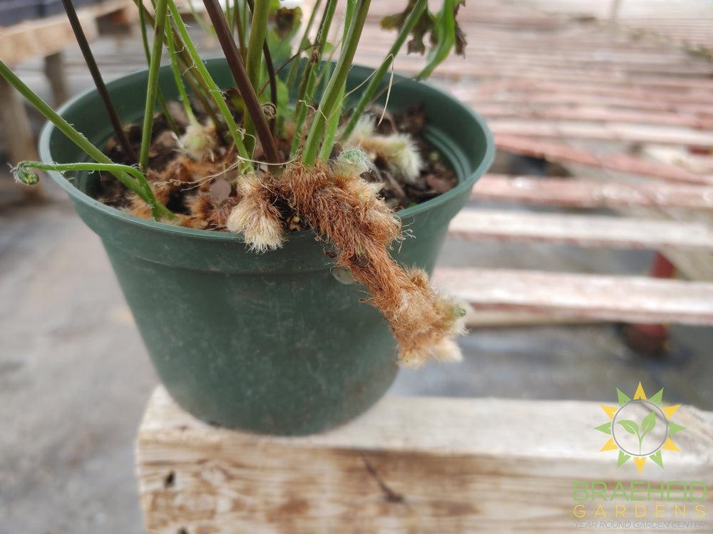 Diamond Fern