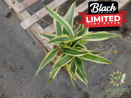 Mini Twist - Dracaena Sanderiana