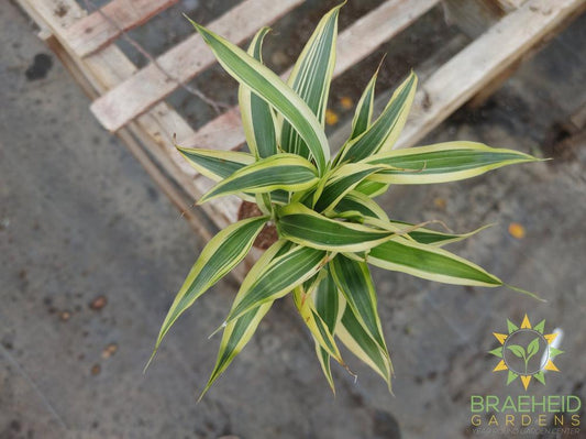 Mini Twist - Dracaena Sanderiana