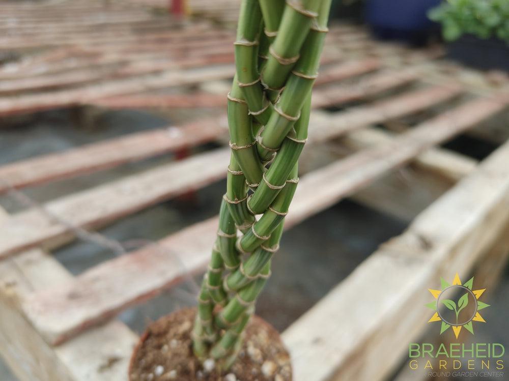 Mini Twist - Dracaena Sanderiana
