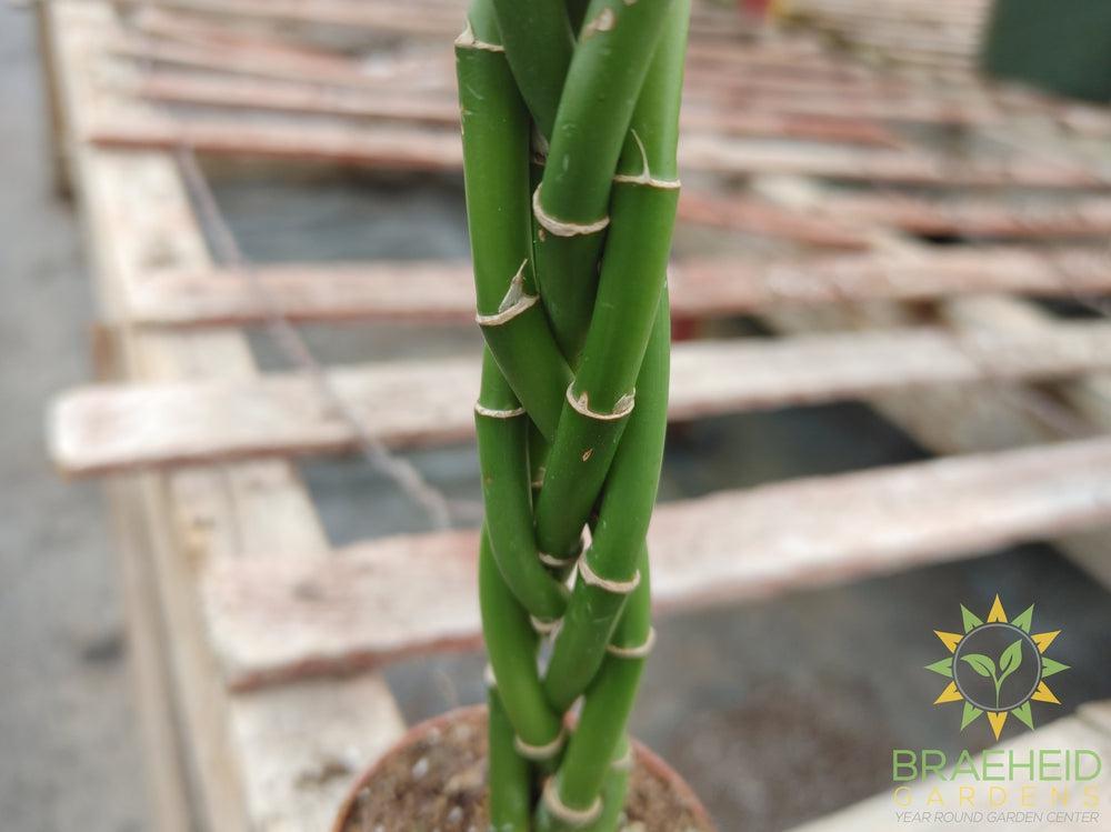 Mini Twist - Dracaena Sanderiana